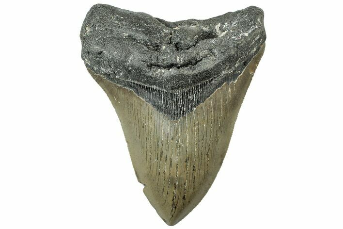 Serrated, Fossil Megalodon Tooth - North Carolina #311846